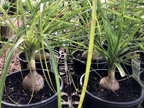 Ponytail Palm