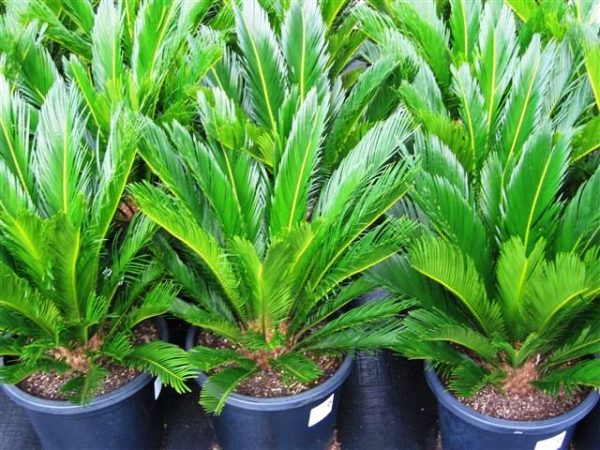 Cycad Sago Palm