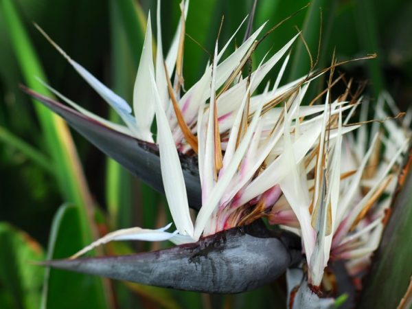 White Bird of Paradise