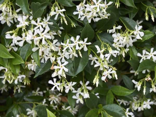 Chinese Star Jasmine