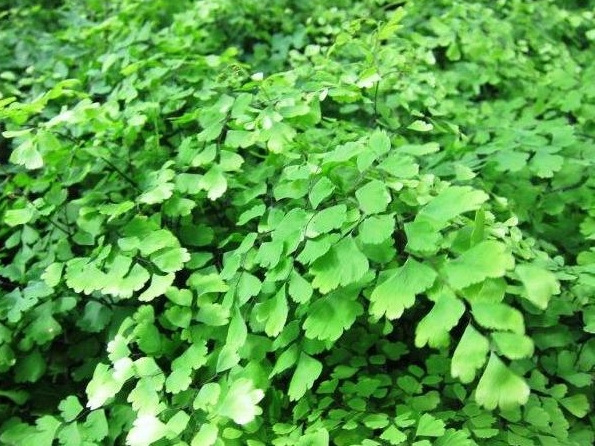 Maidenhair Fern