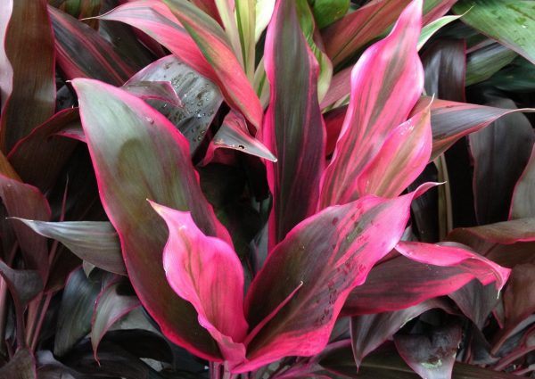 Cordyline Rubra