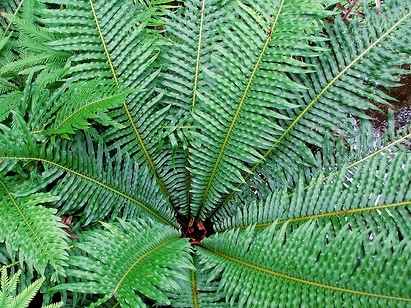 Fishbone Fern