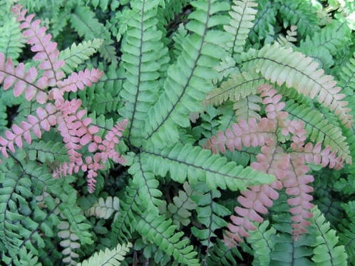 Adiantum hispidulum Rough Maiden Hair Fern