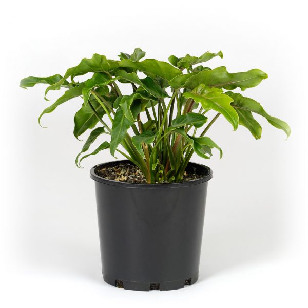 Philodendron Xanadu