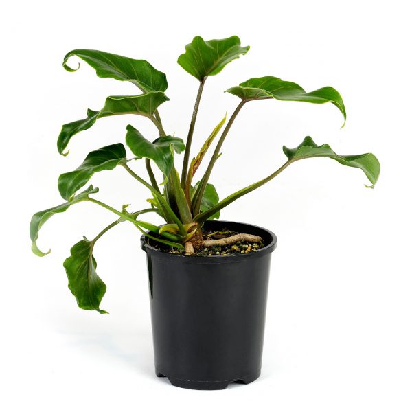 Philodendron Xanadu