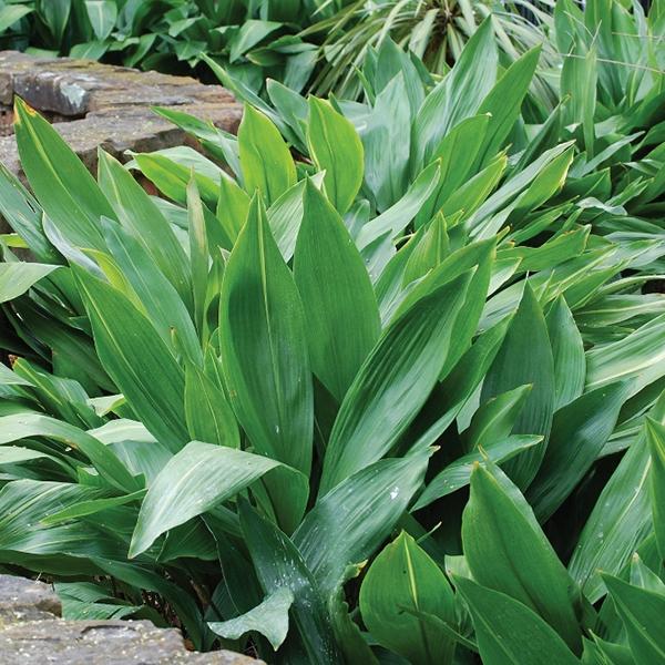 Aspidistra elatior Cast Iron Plant