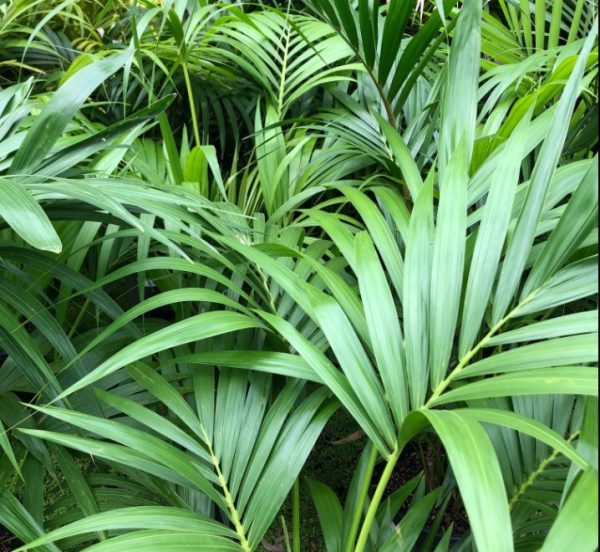 Howea forsteriana Kentia Palm