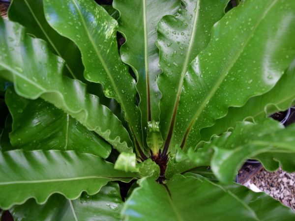 Asplenium australasicum