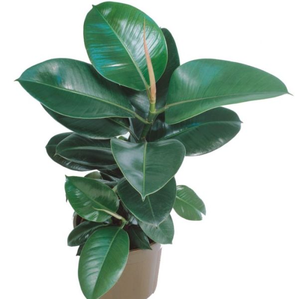 Rubber Plant