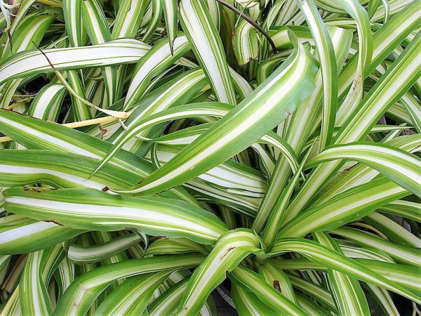 Chlorophytum comosum