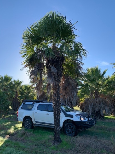 Washingtonia robusta