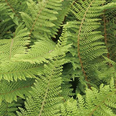 Mother Shield Fern