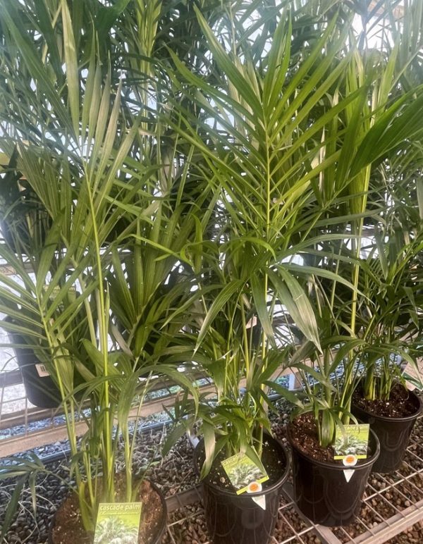 Cascade Palm